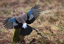 Eichelhaeher Anflug Steppe